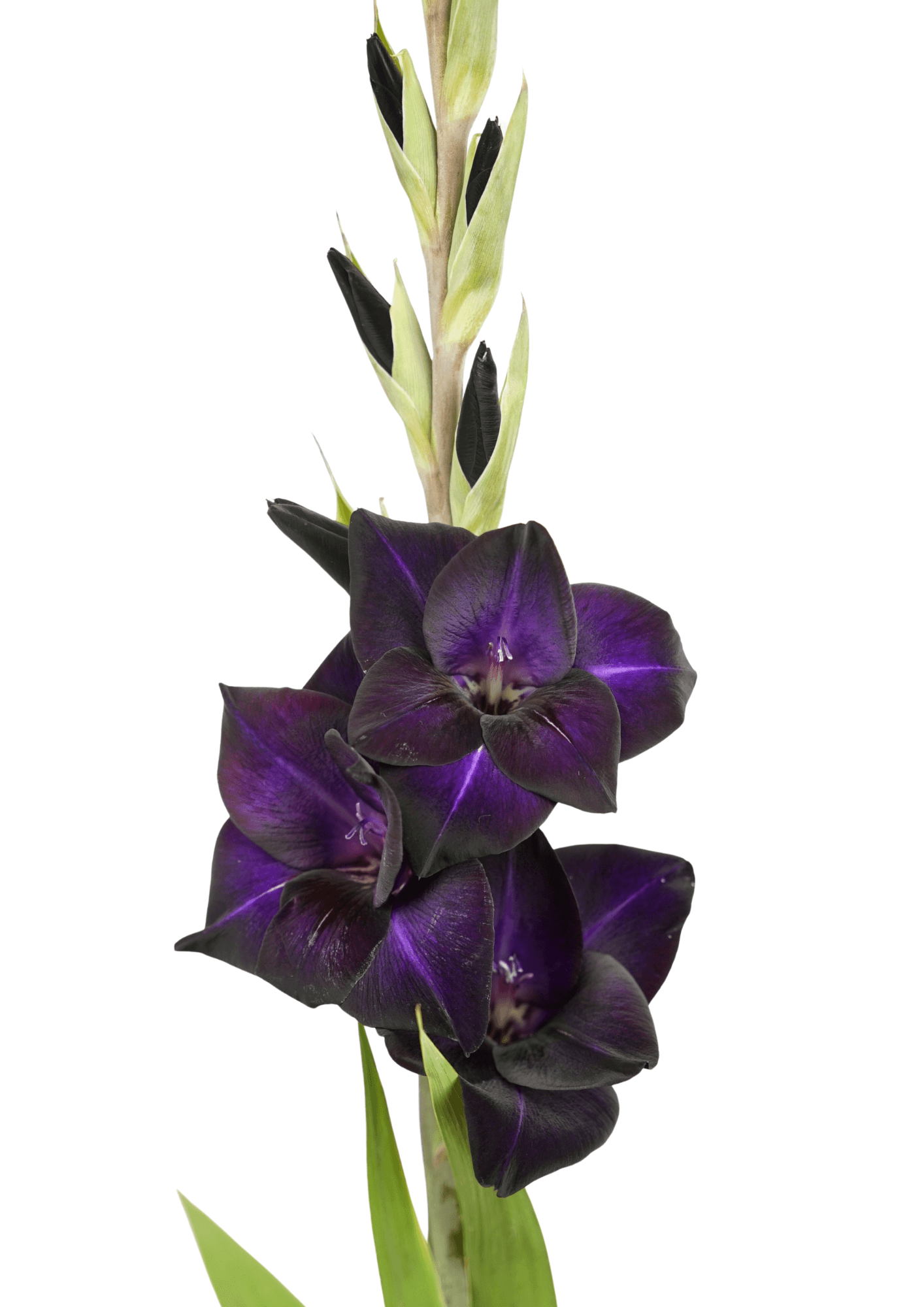 Black Sabbath Prisma Gladiolus Gladiolus