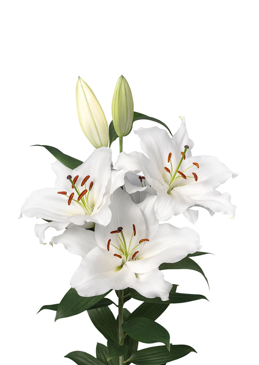 Premium Blond Lilium