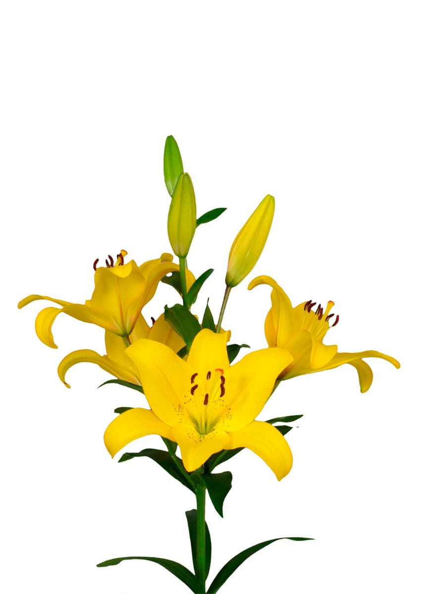 Yellow Diamond Lilium