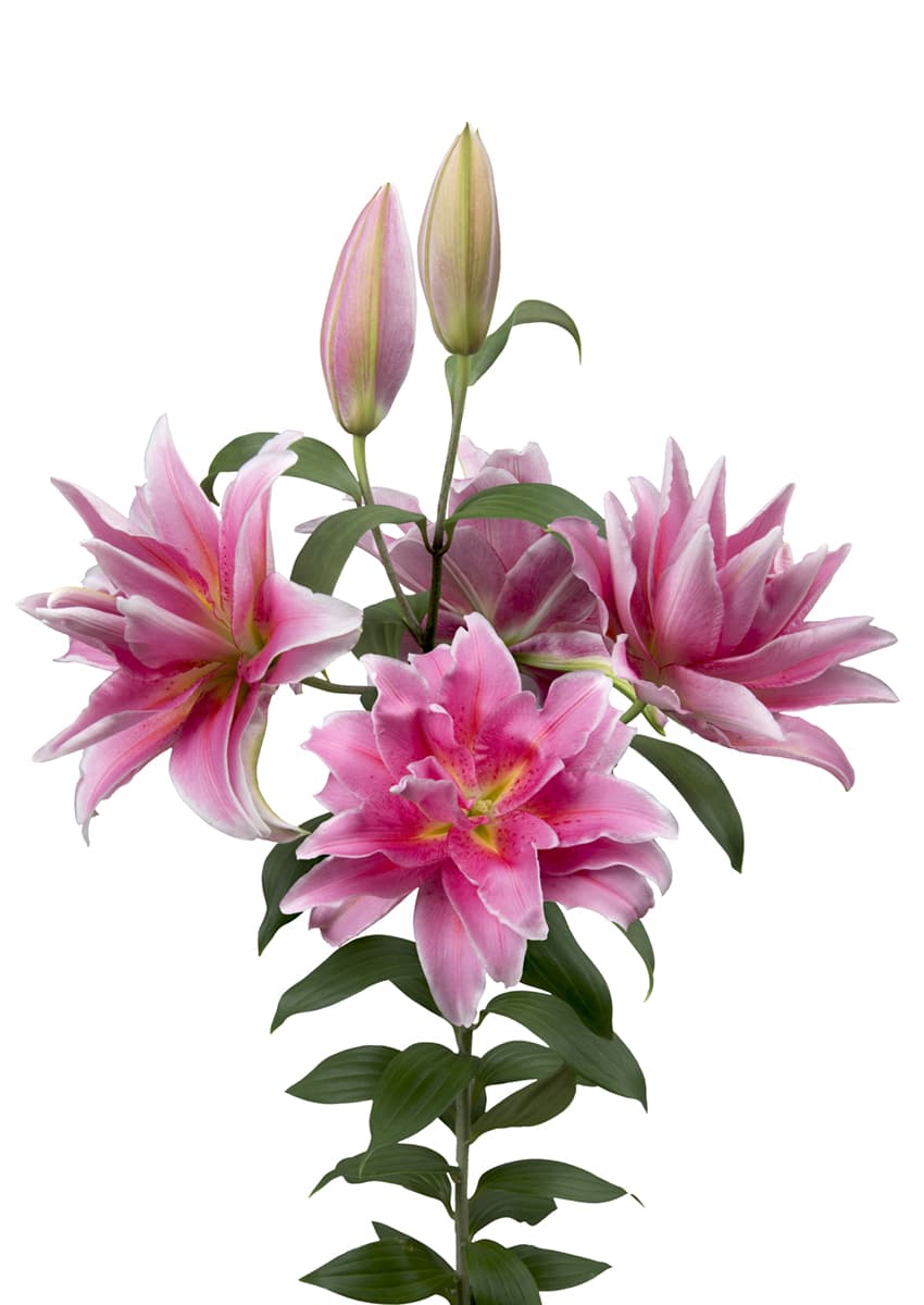 Roselily Celina