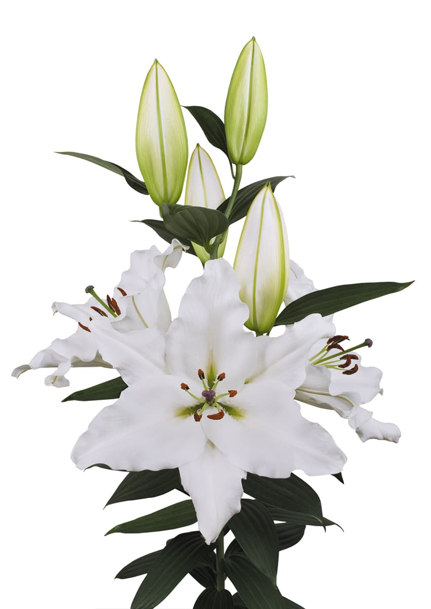 Sisto  Lilium