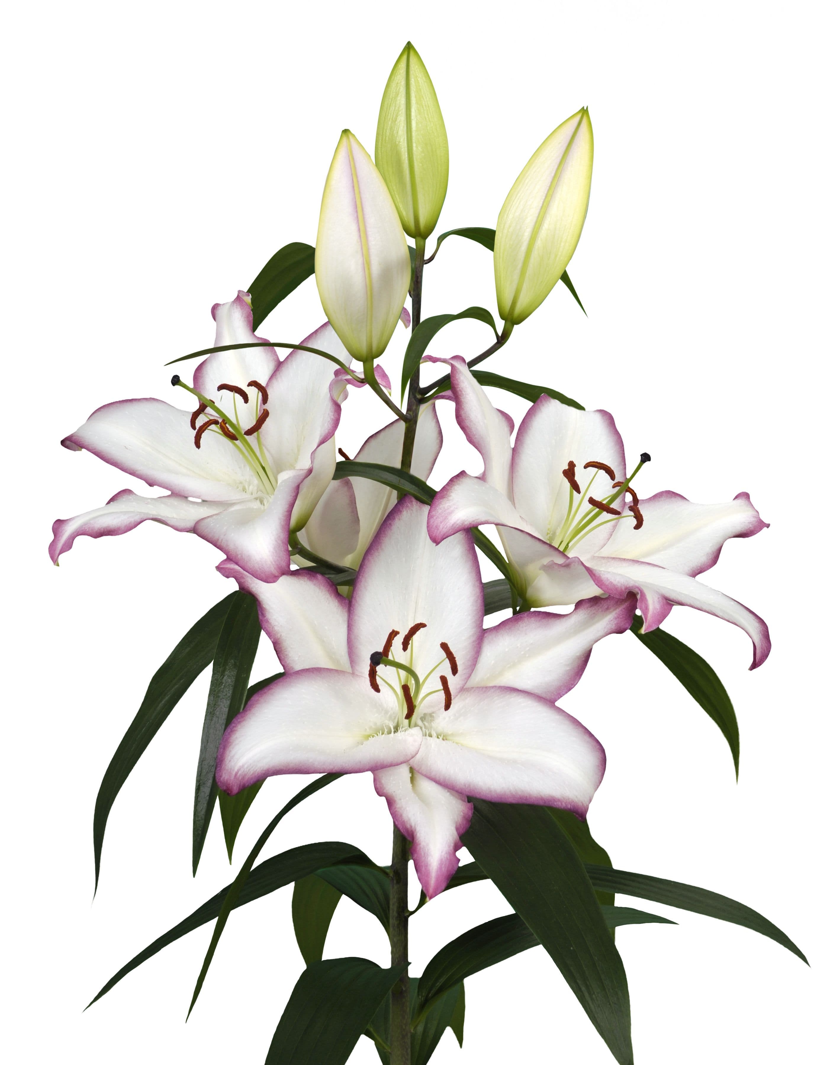 The Edge Lilium