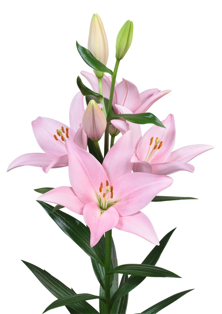 Cervia Lilium