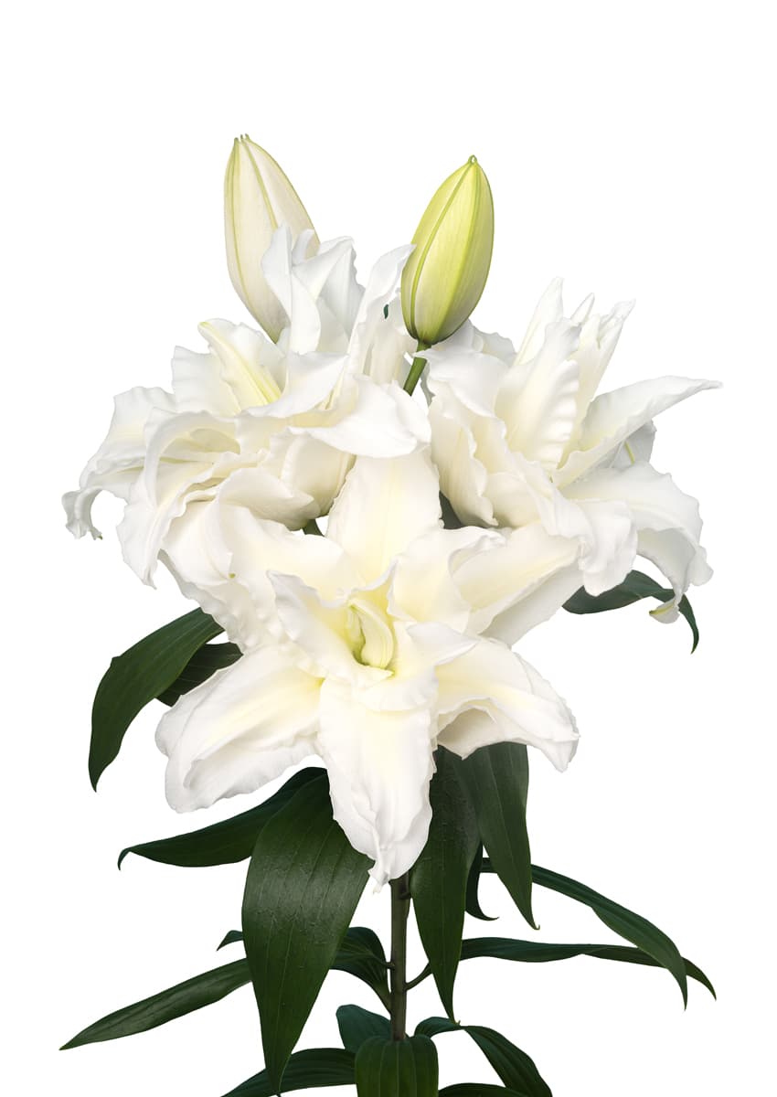 Roselily Alana