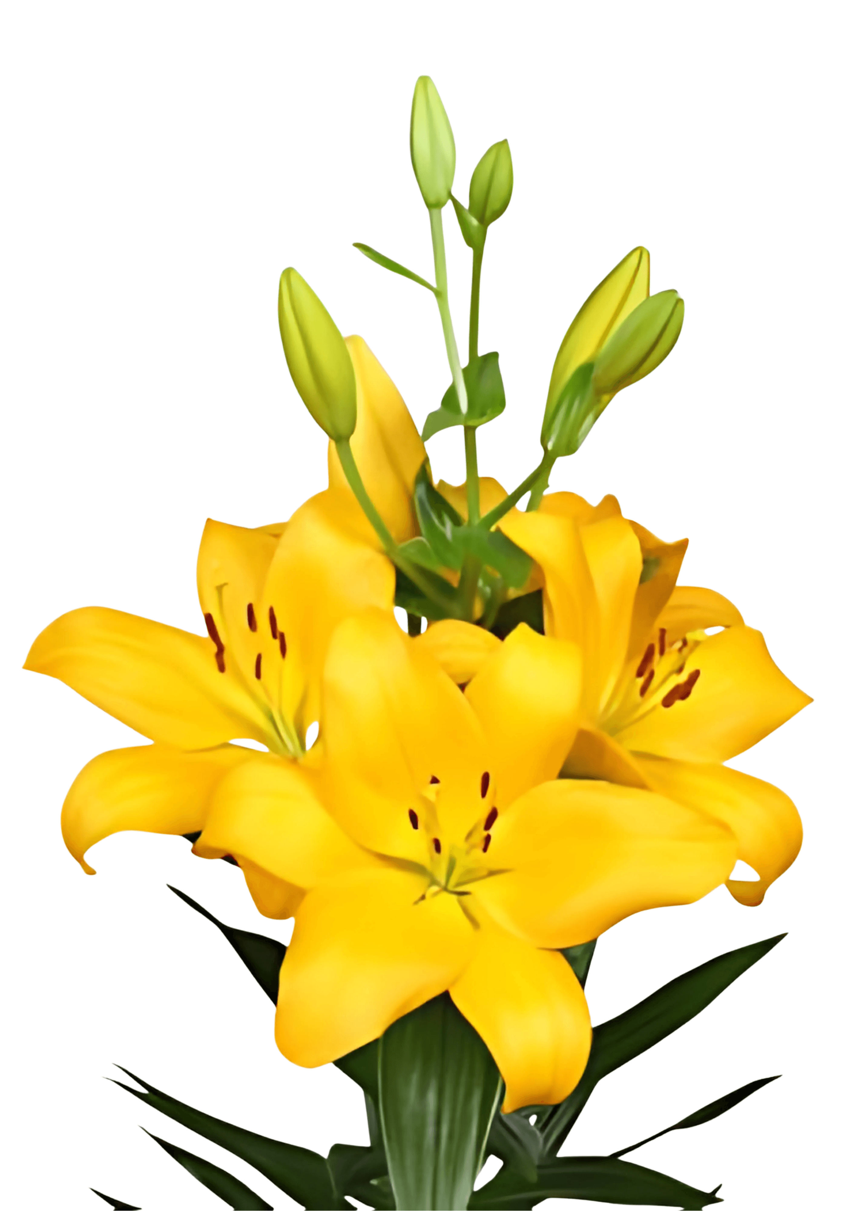 Benevento Lilium