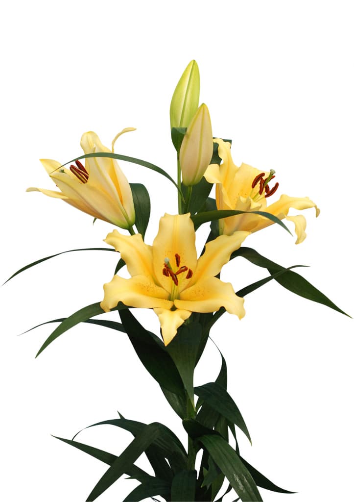 Shine On Lilium