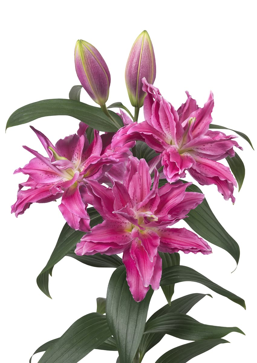 Roselily Julia Roselily Lilium