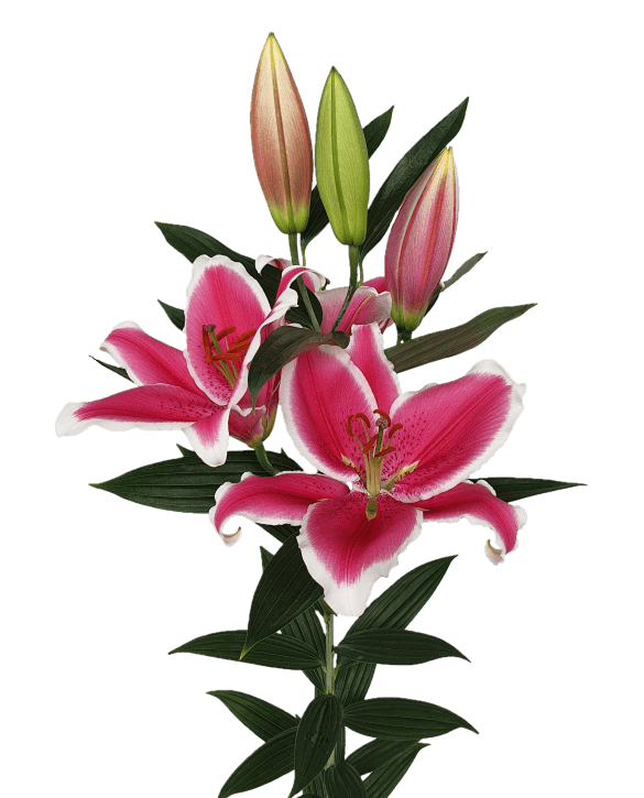 Gracioli Lilium