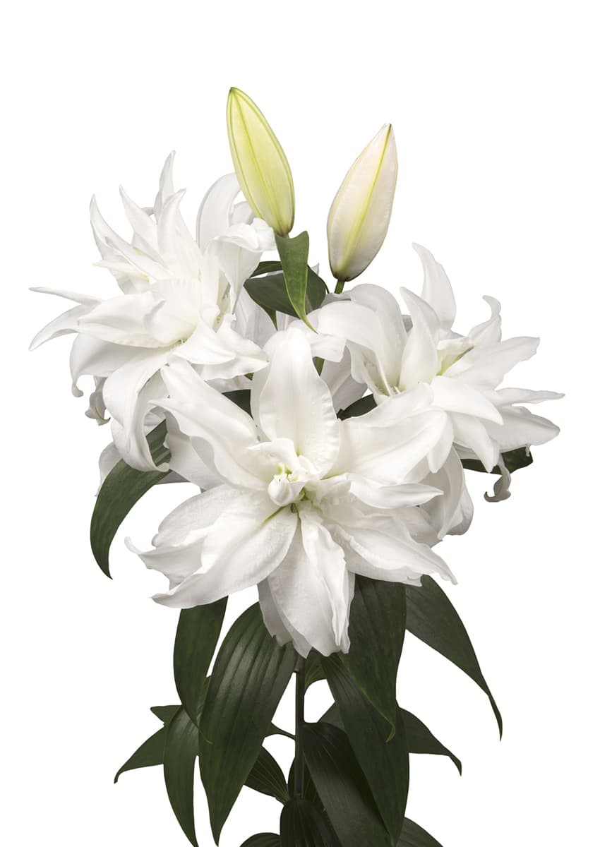 Roselily Monica Roselily Lilium