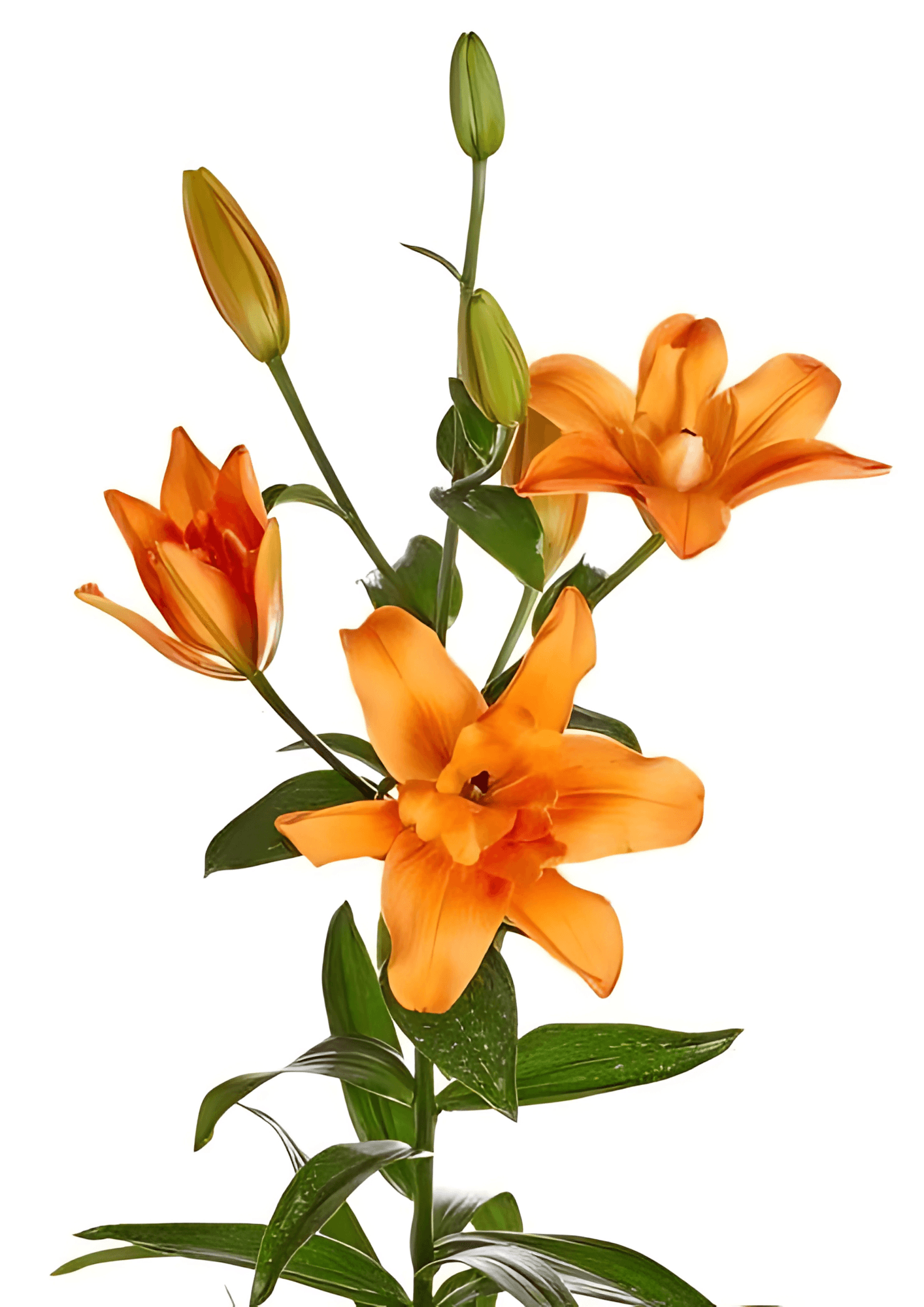 Deuce Butterfly Lily Lilium