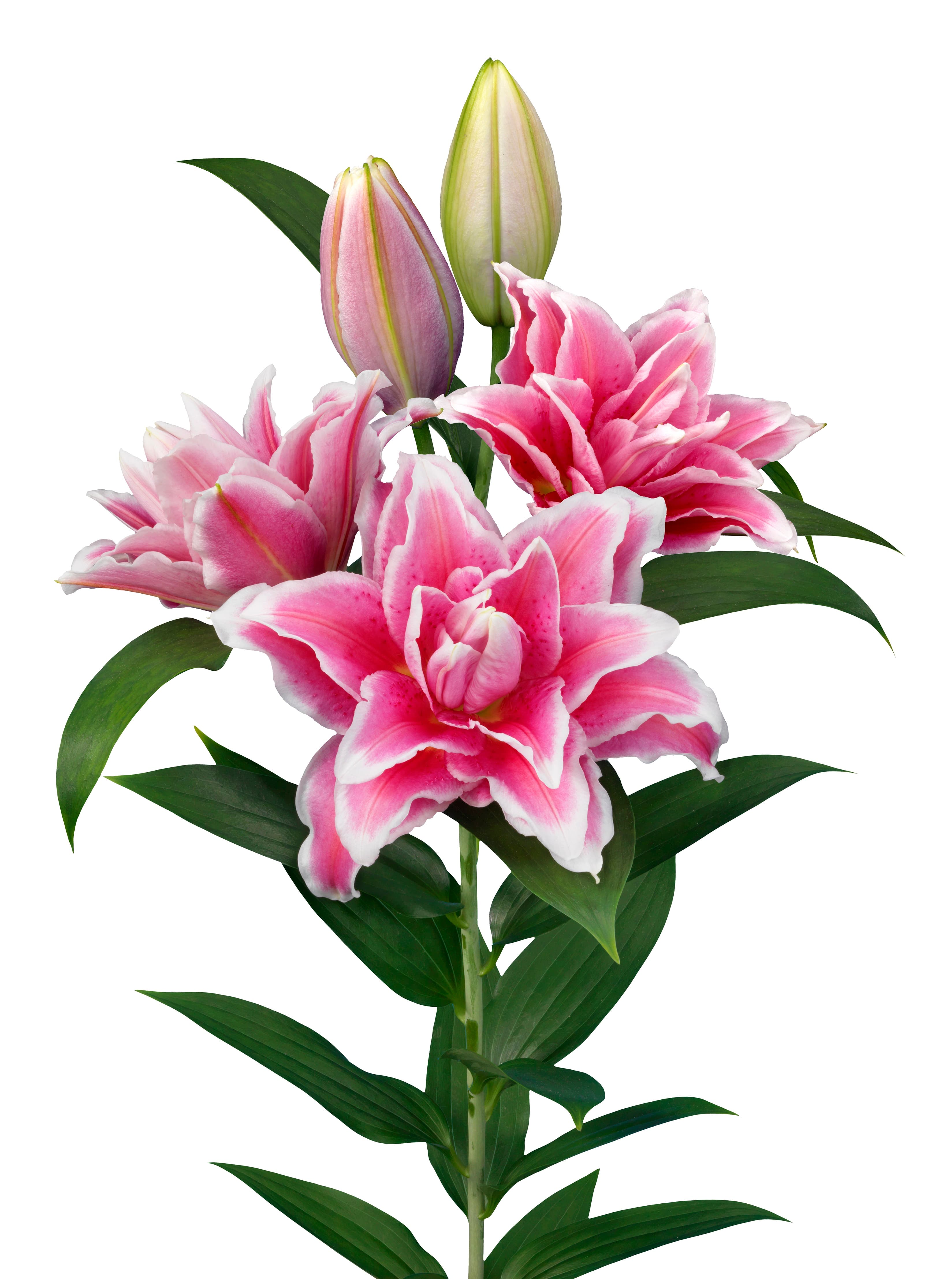 Roselily Bianca