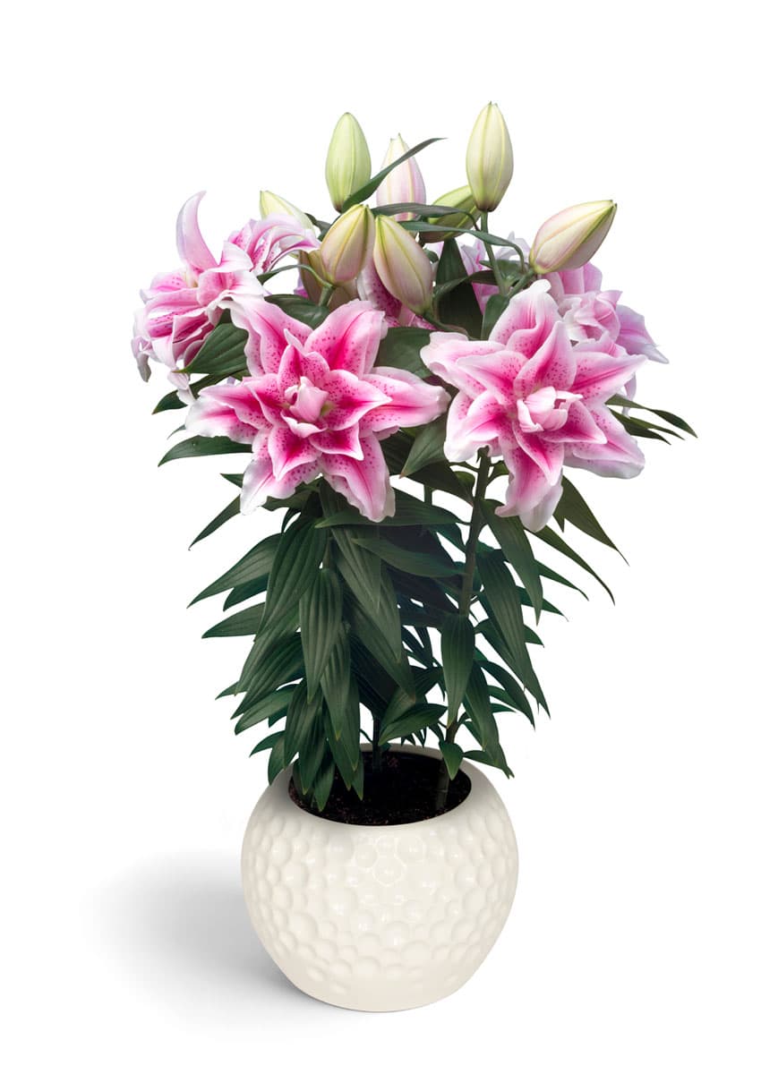 Roselily Nowa Roselily Lilium