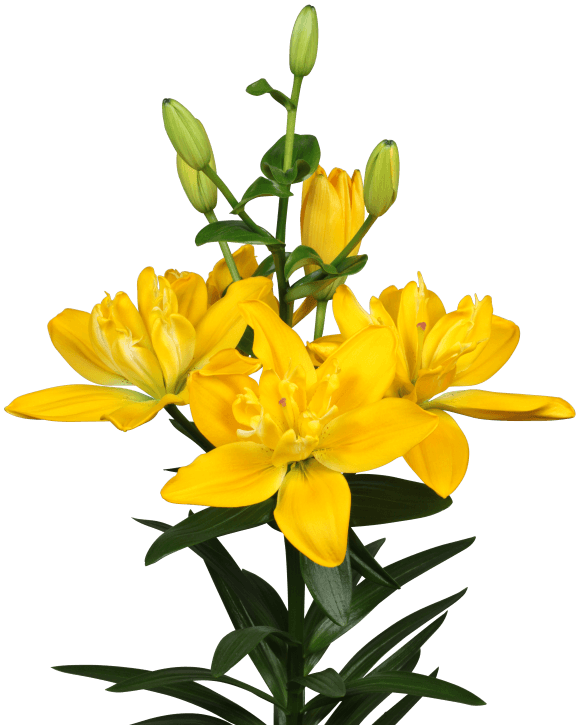 Beverly gold Lilium