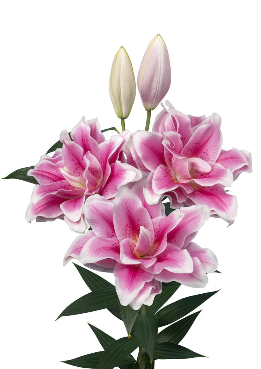 Roselily Mikaela Roselily Lilium