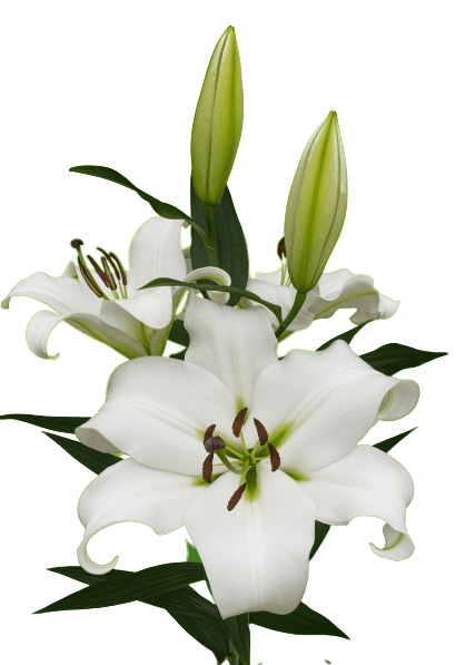 Mount hunter Lilium