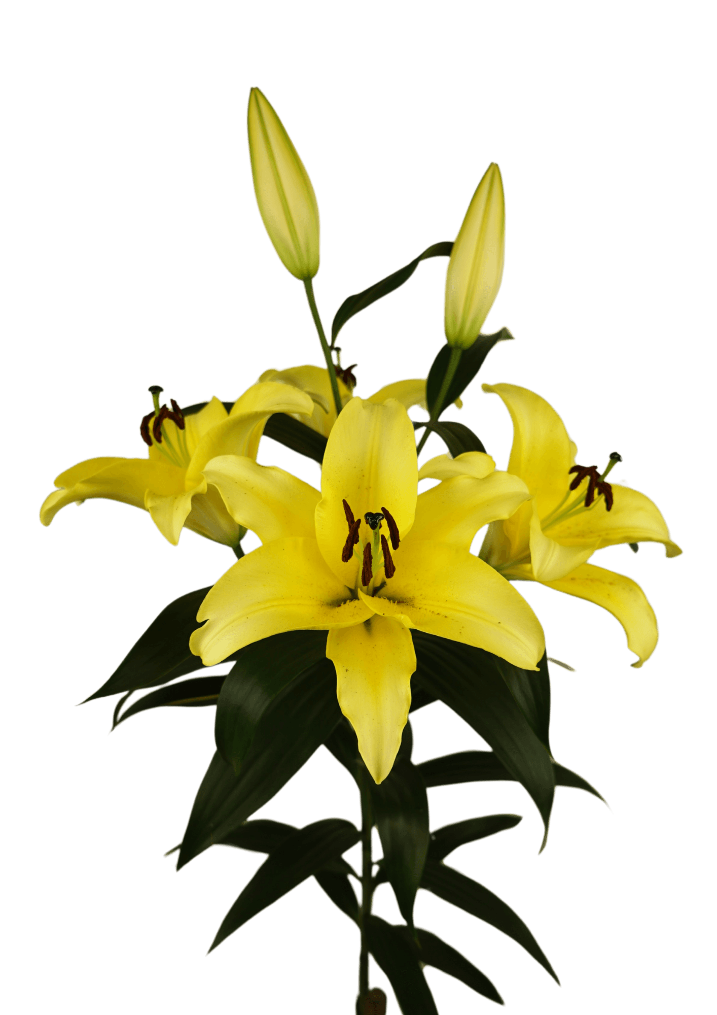 Altarus Lilium