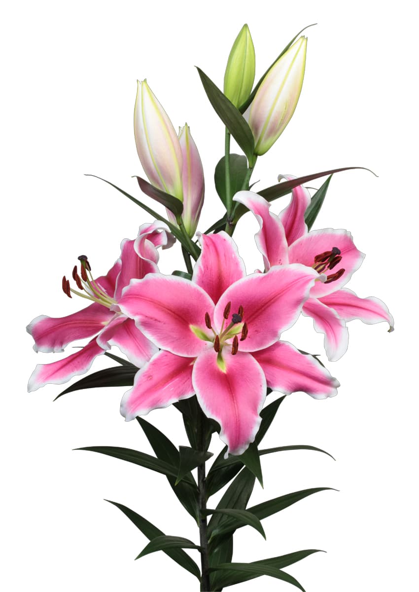 Brancusi Lilium
