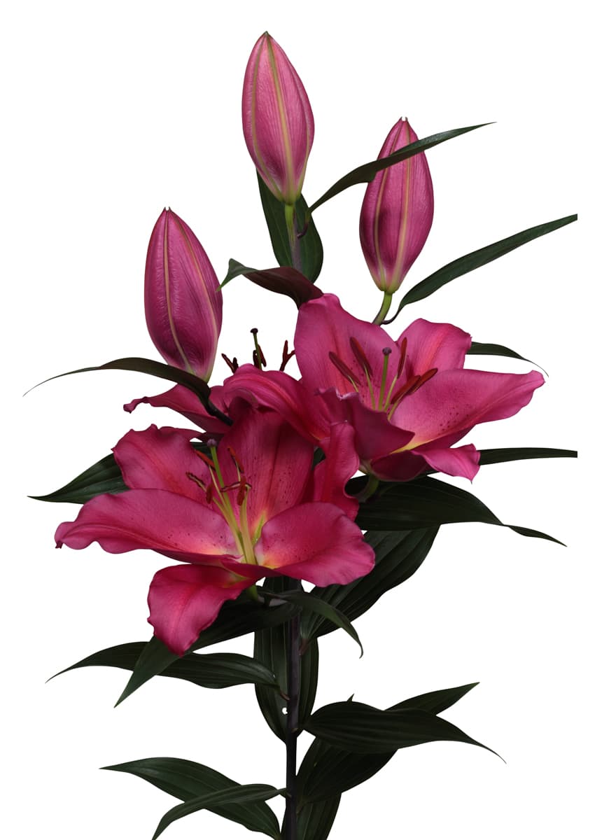 Tarrango Lilium