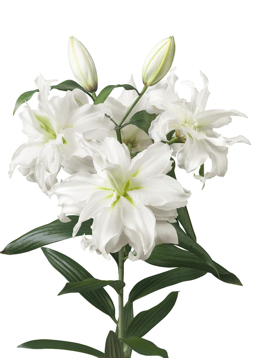 Roselily Ramona Roselily Lilium