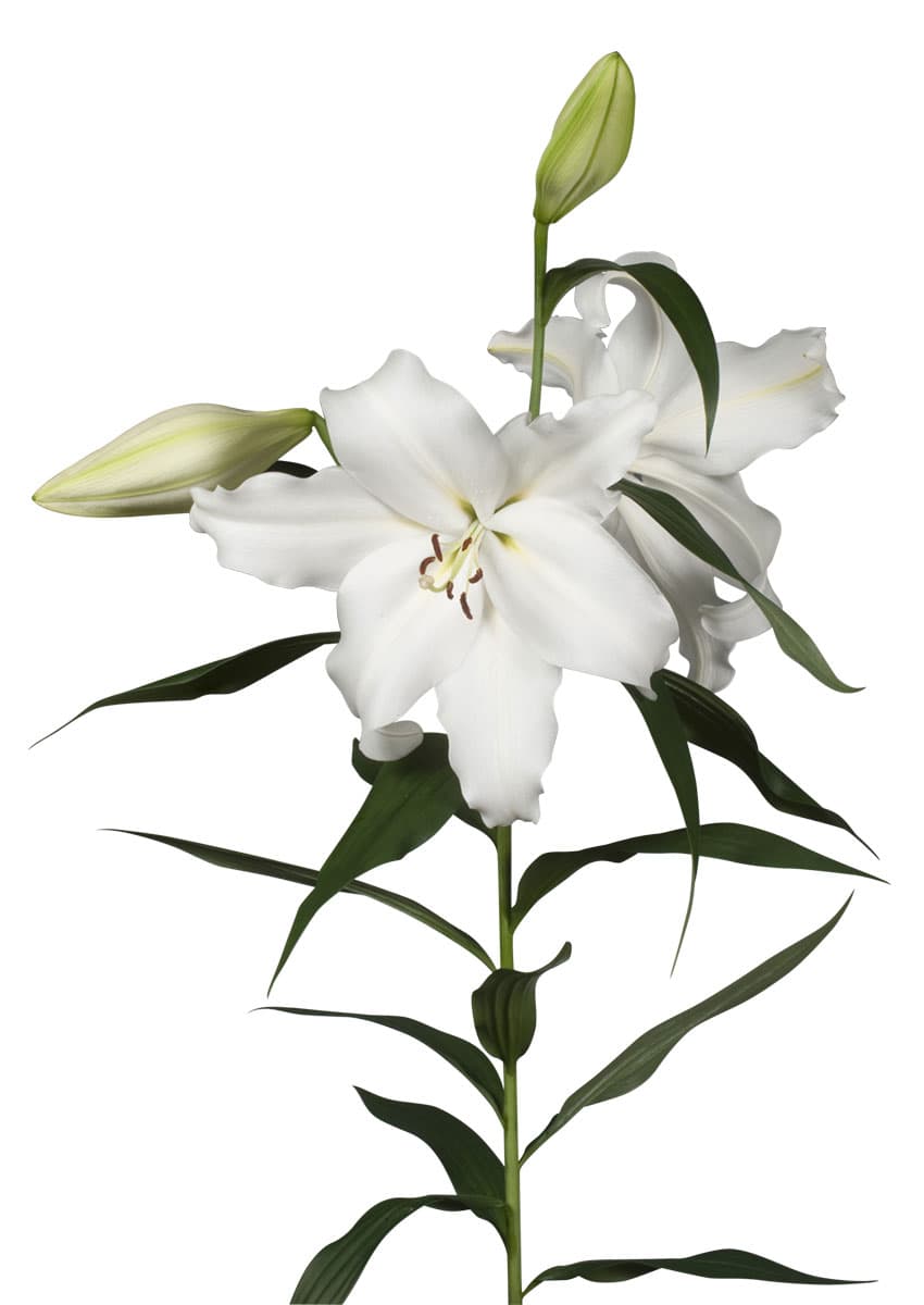 Gizmo Lilium