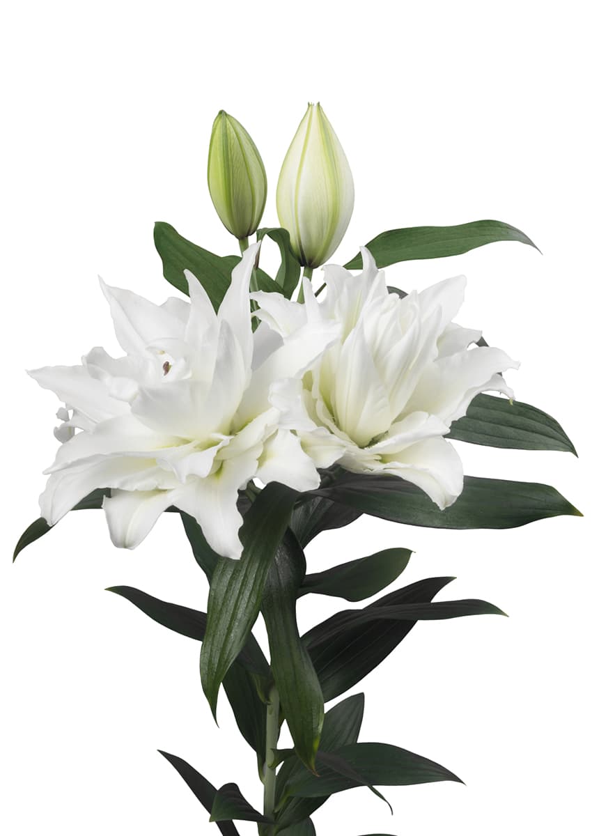 Roselily Maxima Roselily Lilium