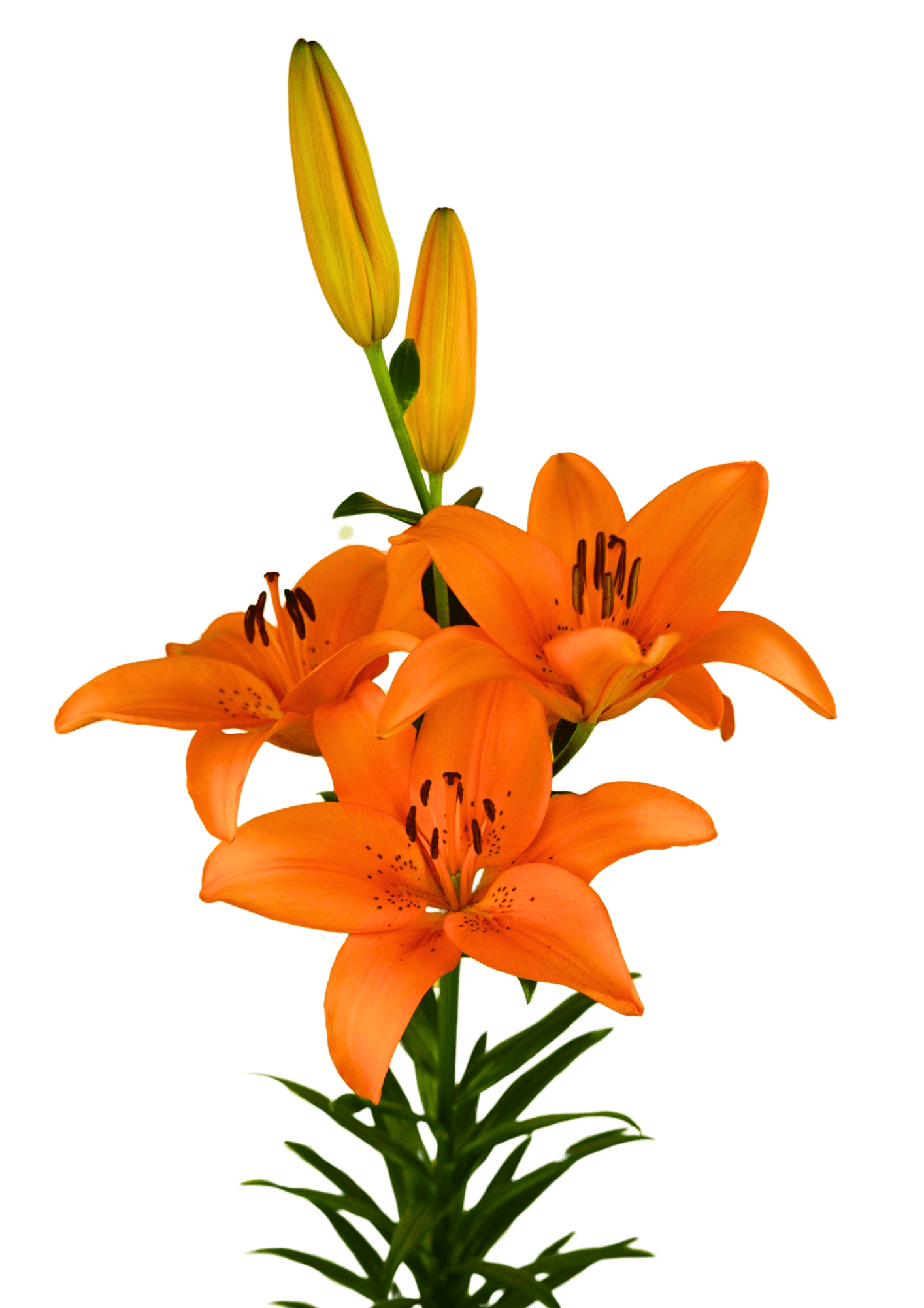 Tebaldi Lilium