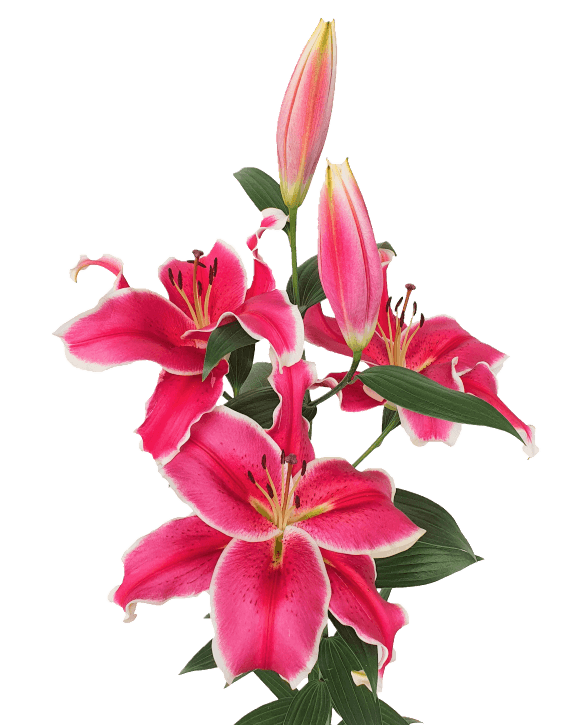 El Capitán Lilium