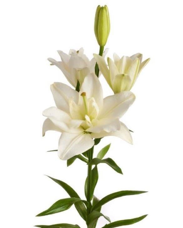 Belvedere Lilium
