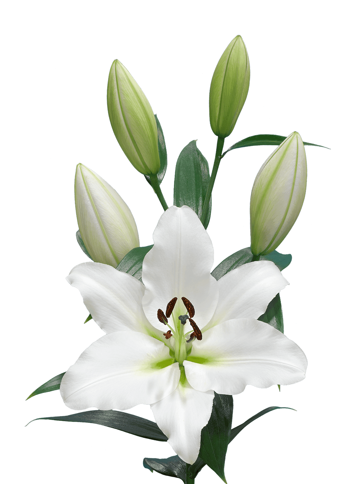 Vestaro Lilium