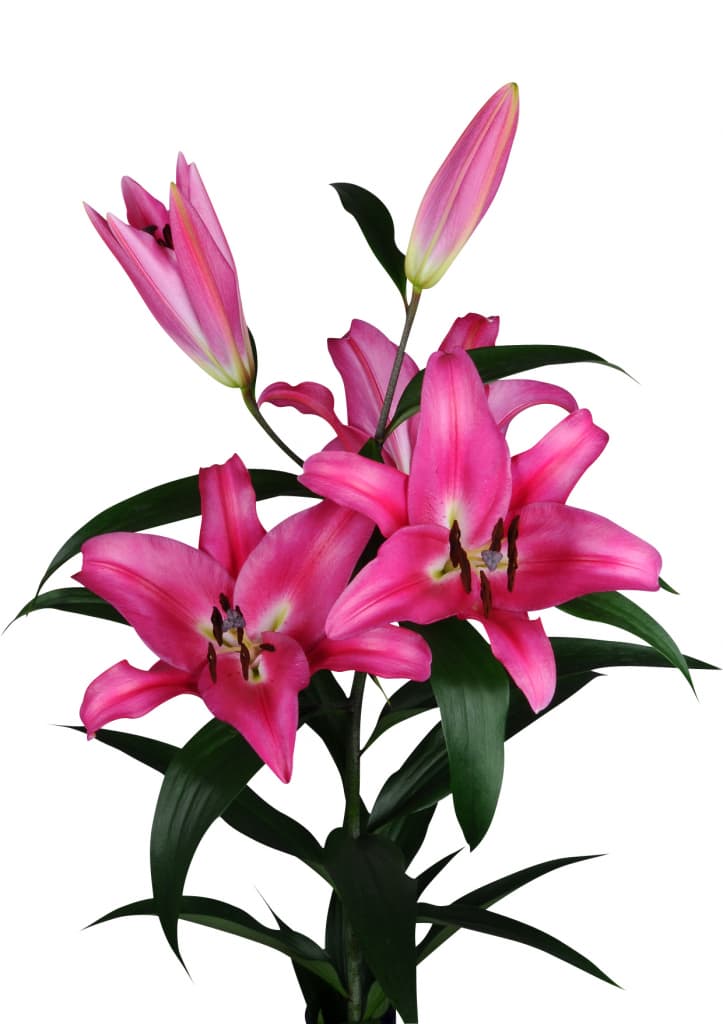 Robina Lilium