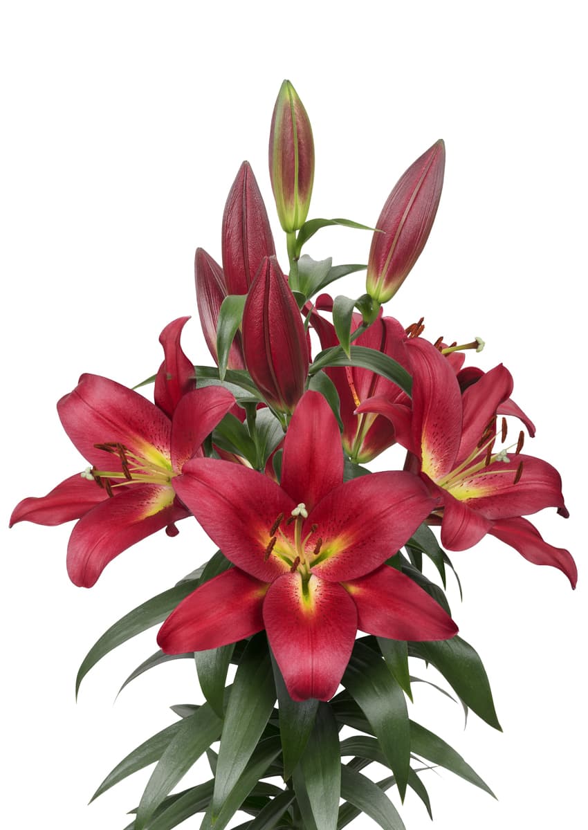 Touchstone Lilium