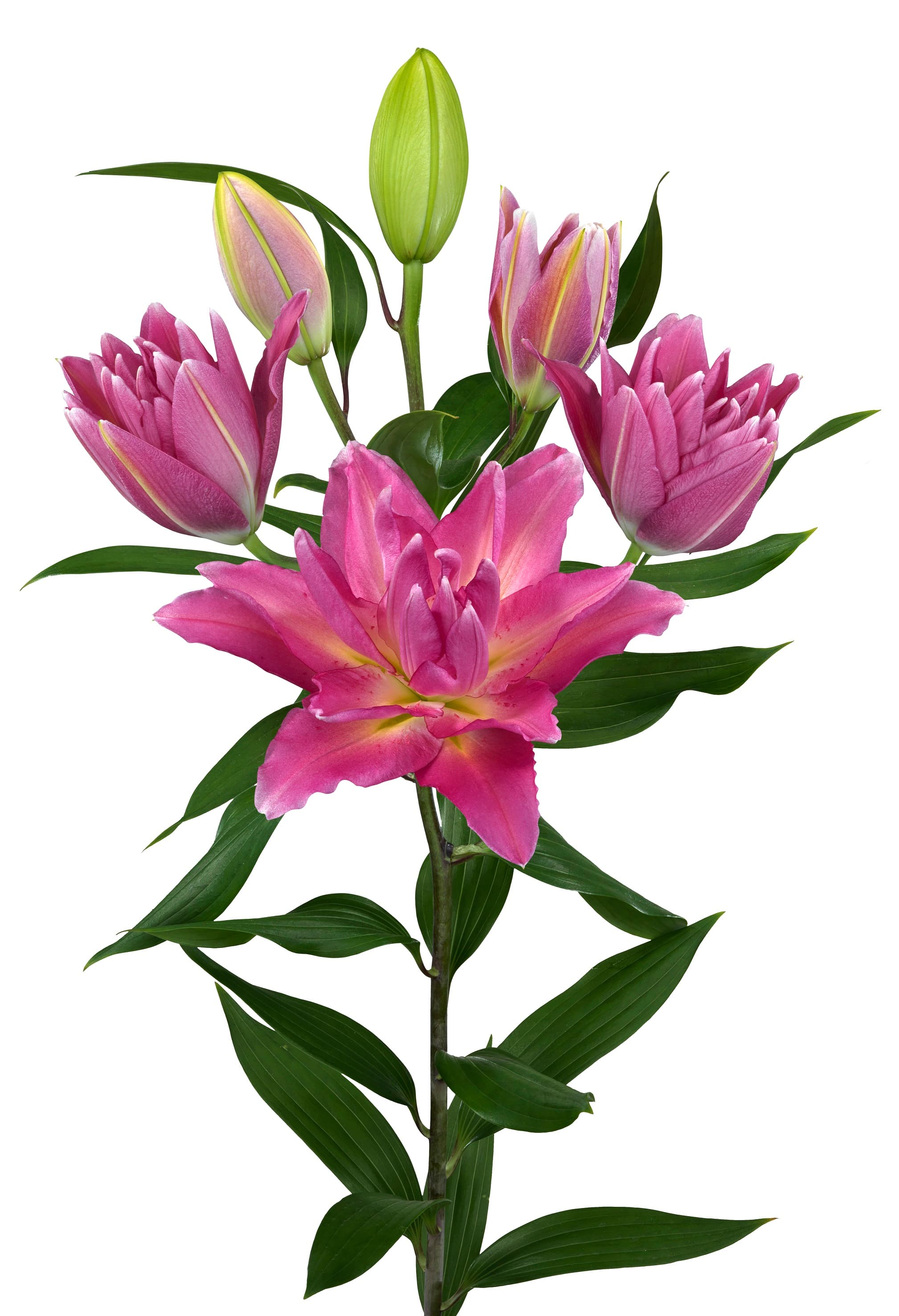 Roselily Aranza Roselily Lilium