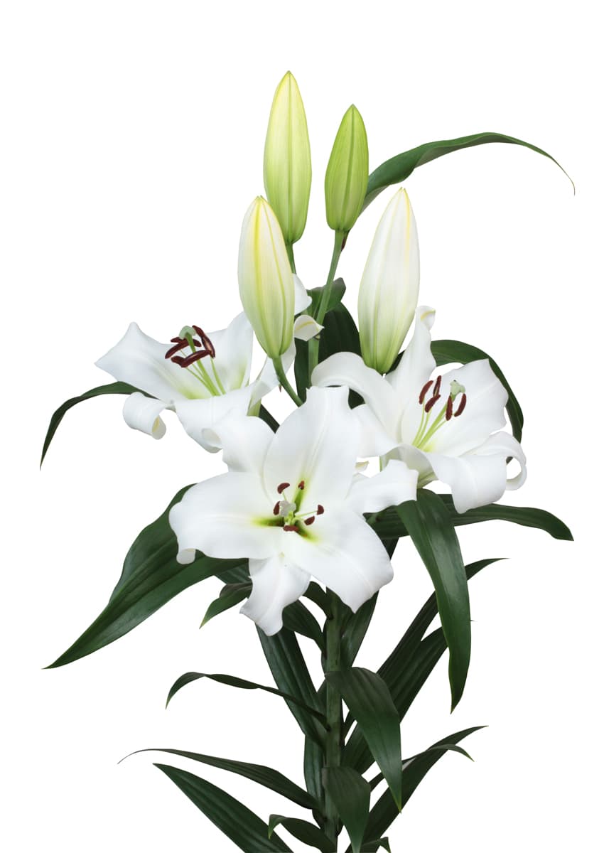 Tourmalet Lilium