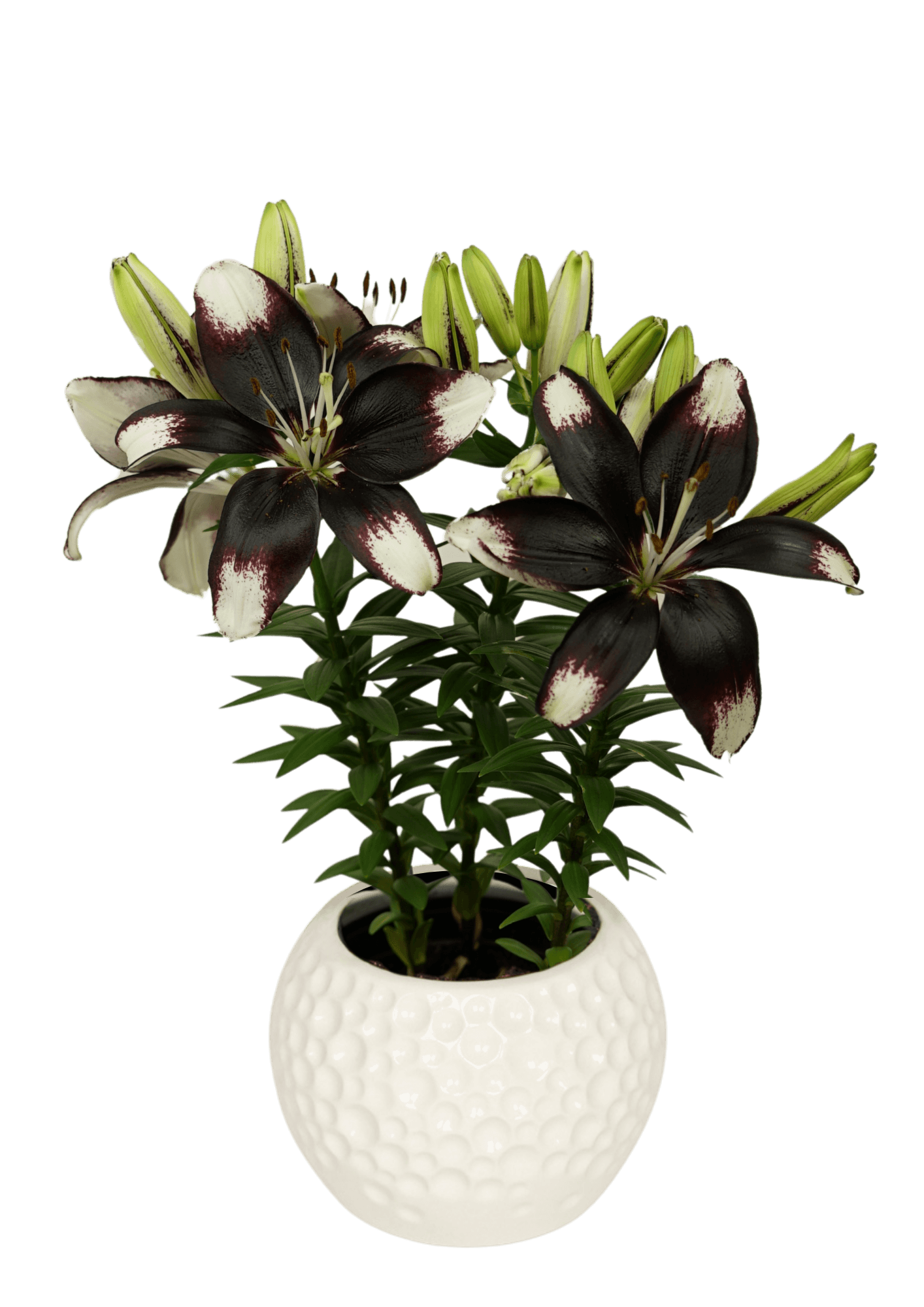 Tiny Eclipse Lily Looks Lilium