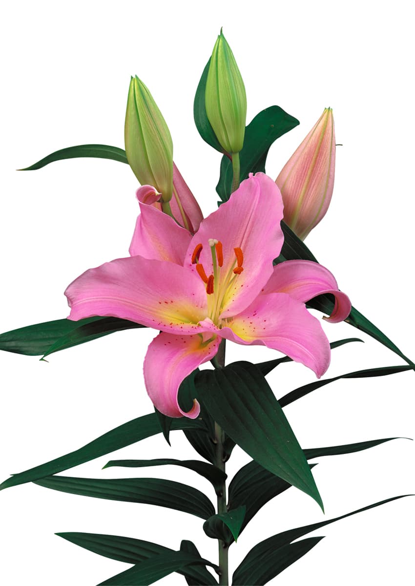 Fenice Lilium
