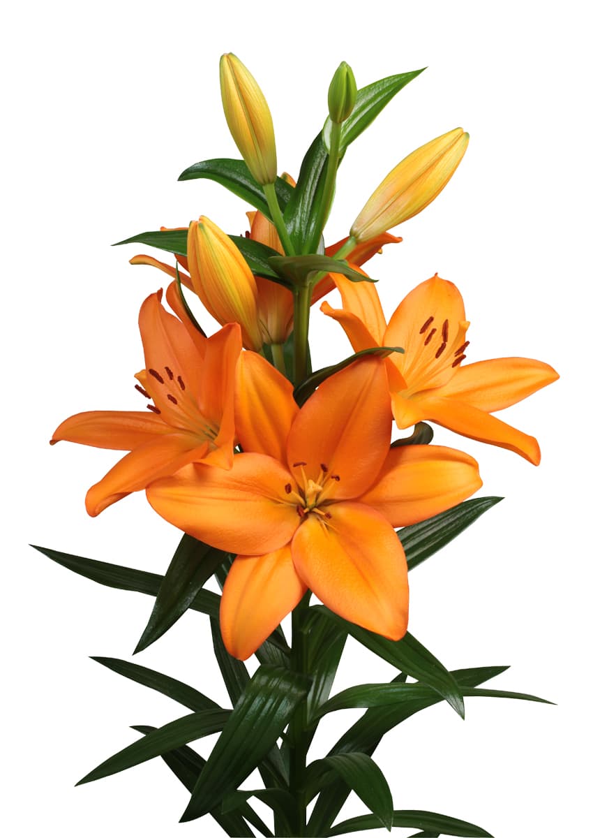 Ravello Lilium