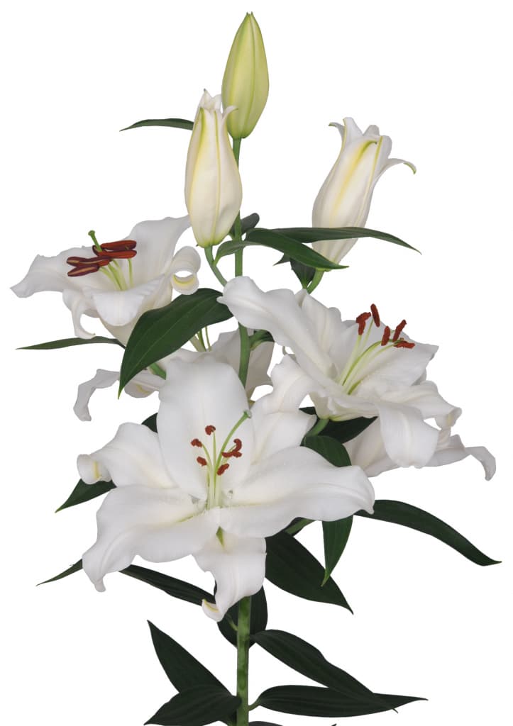 Monteneu Lilium