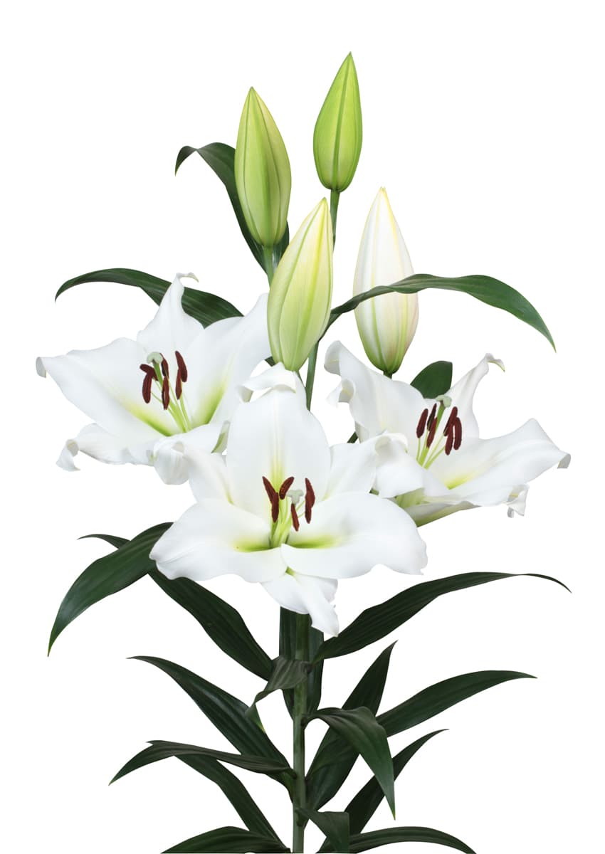 Sempione Lilium