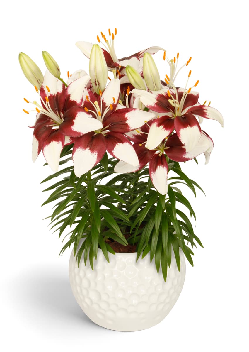 Tiny Padhye Lily Looks Lilium