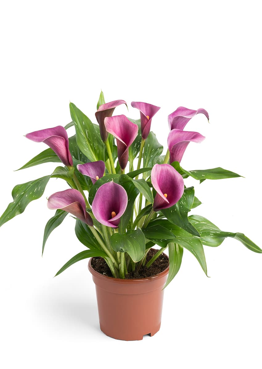 Purple Spirit Calla nova Zantedeschia