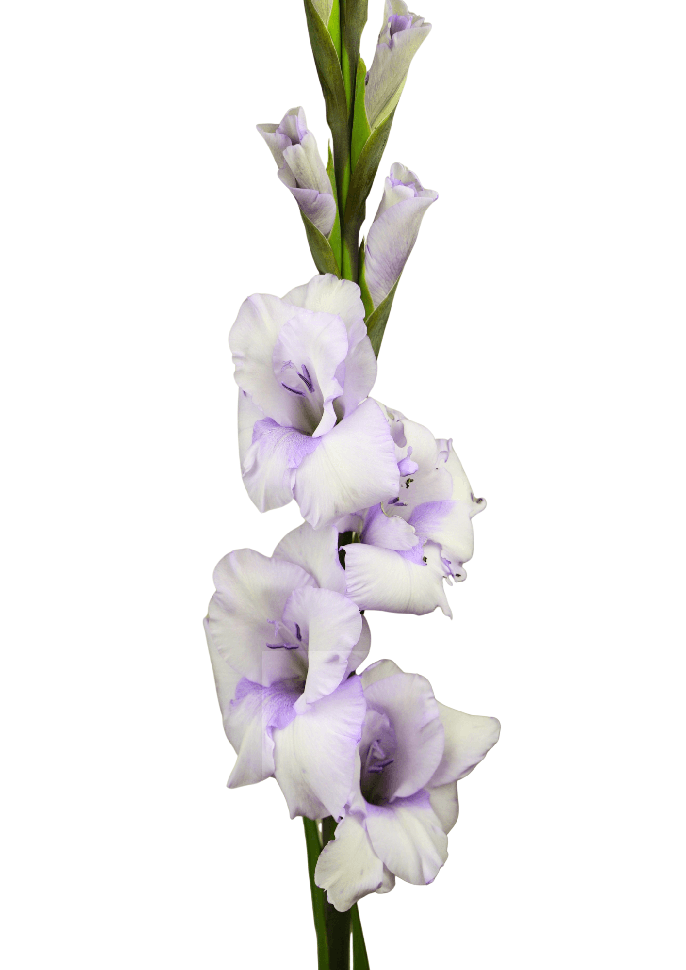 10.000.16 Prisma Gladiolus Gladiolus