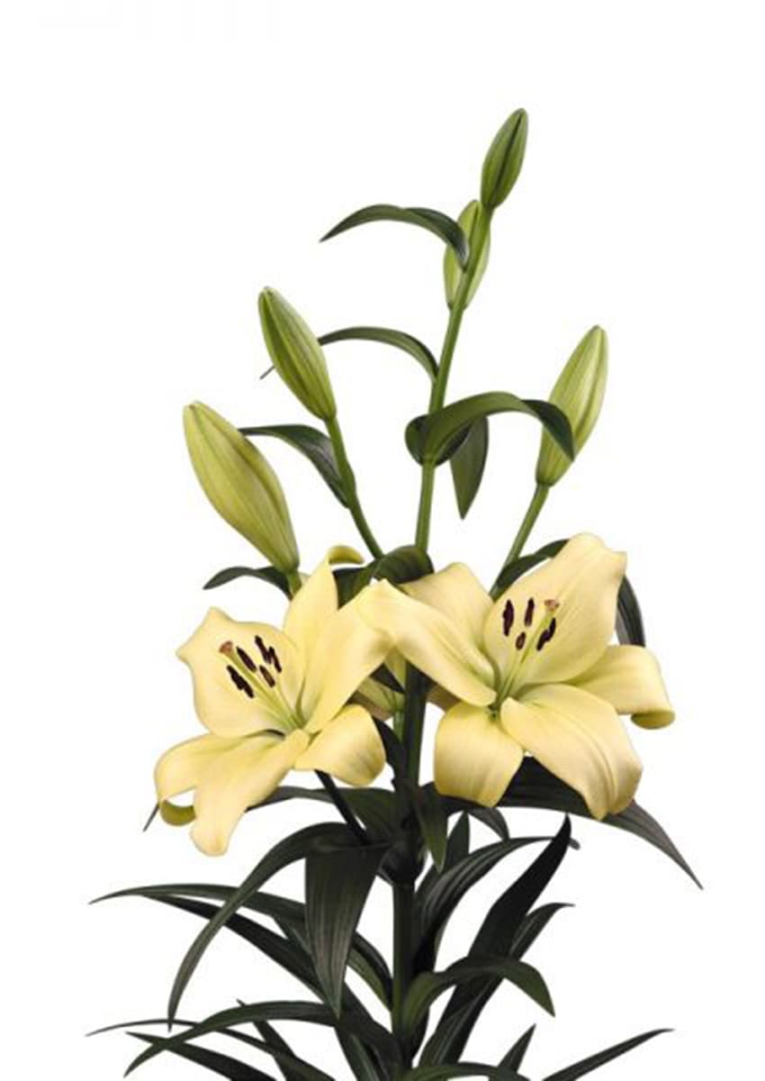 Trebbiano Gerrit Zalm Lilium