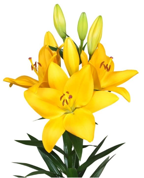 Botero Lilium