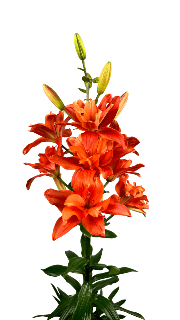 Butterfly Tropic®