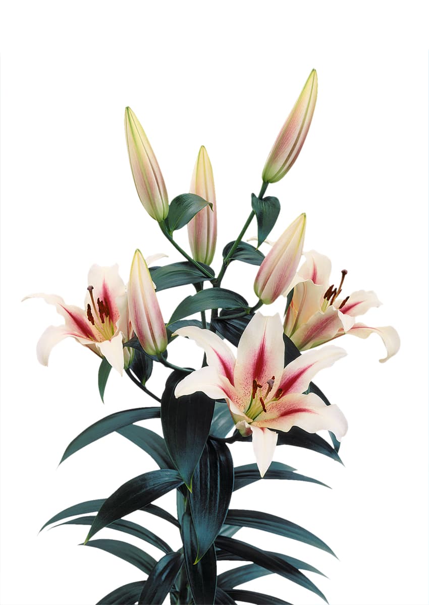 Nymph Lilium