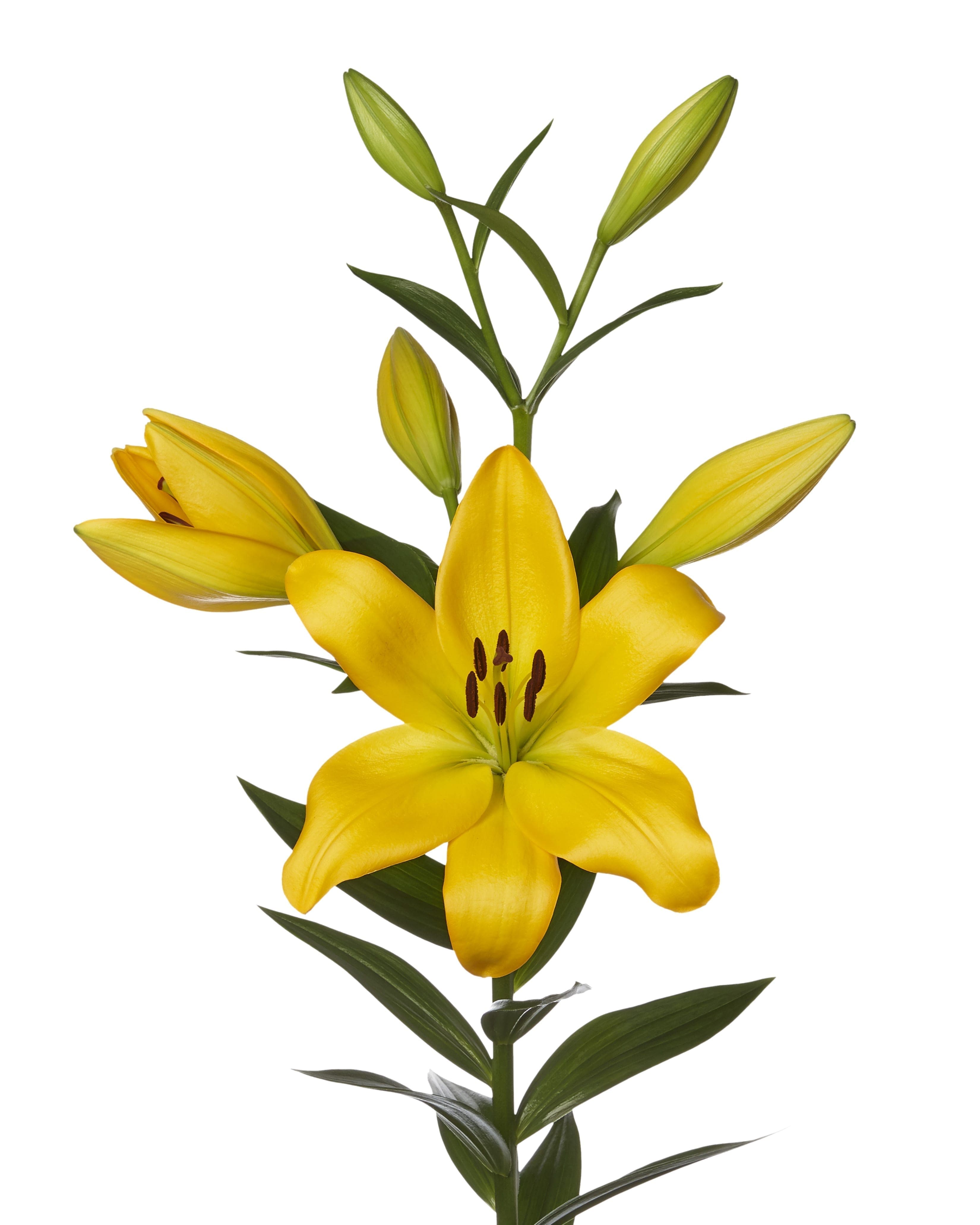 Kingsville Lilium