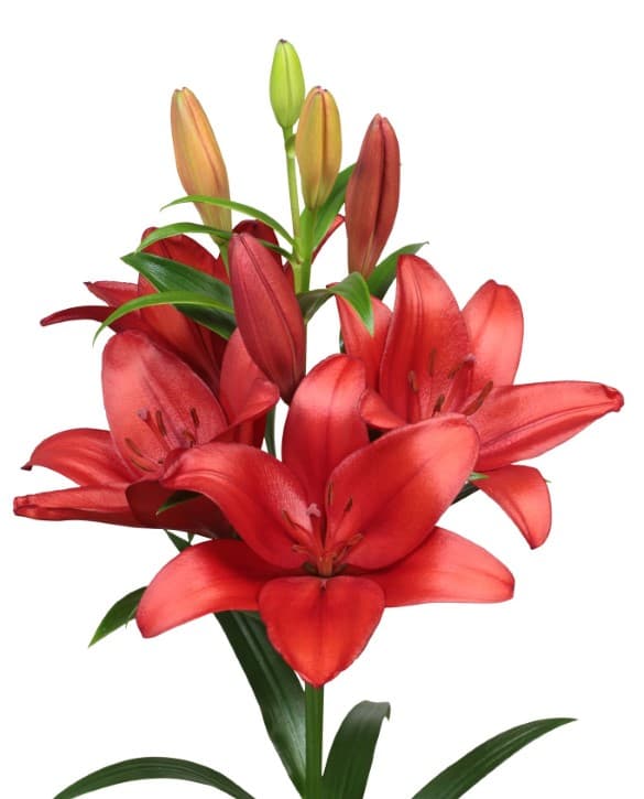 Shinji Ono Lilium