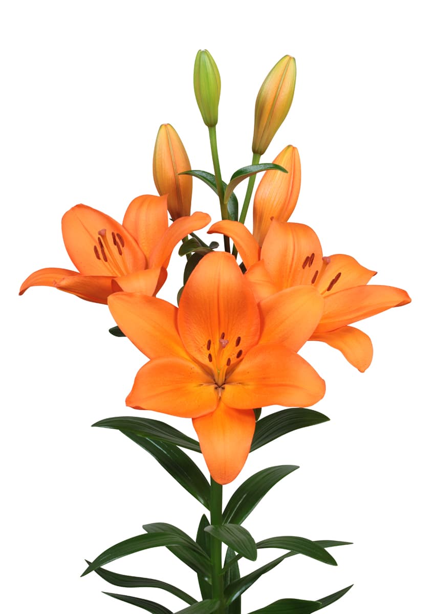 Farinella Lilium