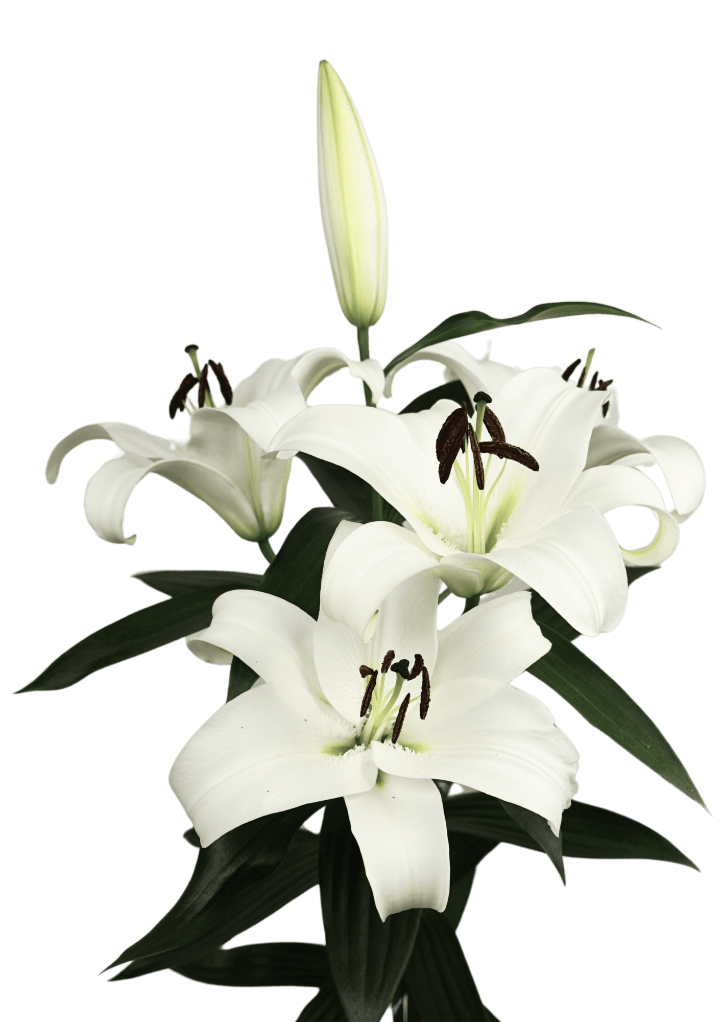 Miracoli Lilium
