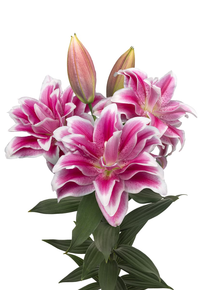 Roselily Olympia Roselily Lilium